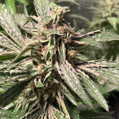 Bruce banger 3 growlog timeline photo