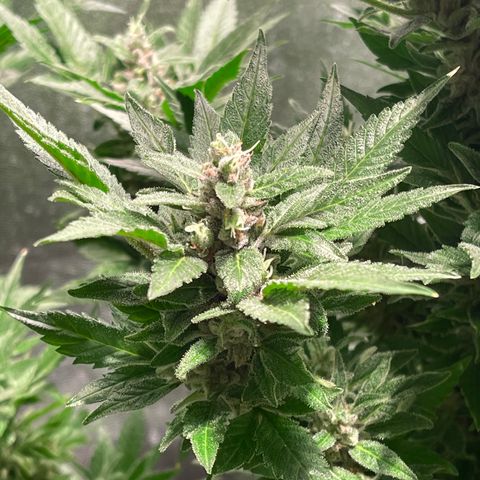 Bruce banger 3 growlog timeline photo