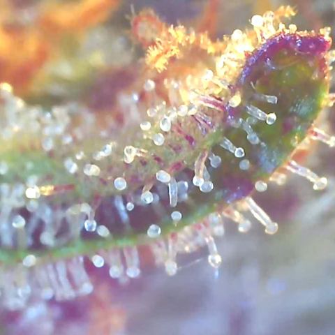 Bruce banger 3 growlog timeline photo