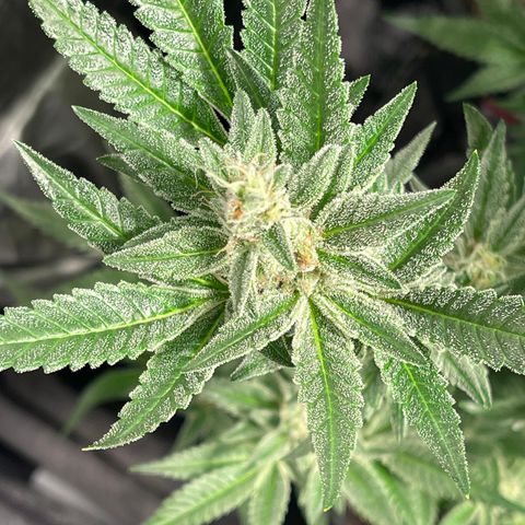 Bruce banger 3 growlog timeline photo