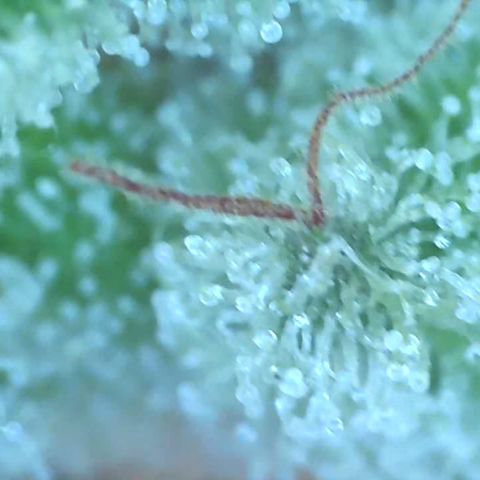 Bruce banger 3 growlog timeline photo