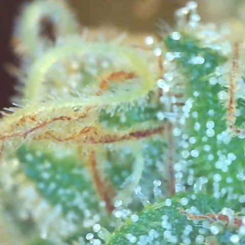 Bruce banger 3 growlog timeline photo
