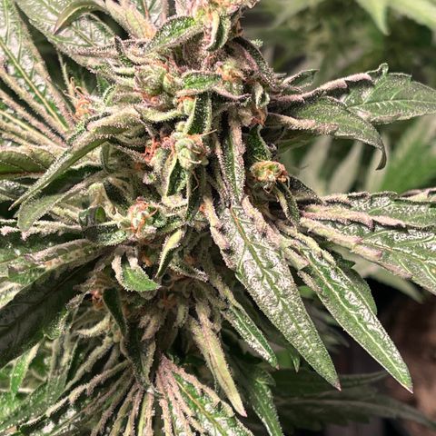 Bruce banger 3 growlog timeline photo