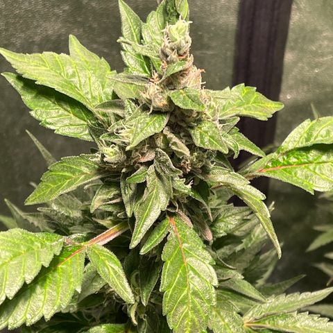 Bruce banger 3 growlog timeline photo