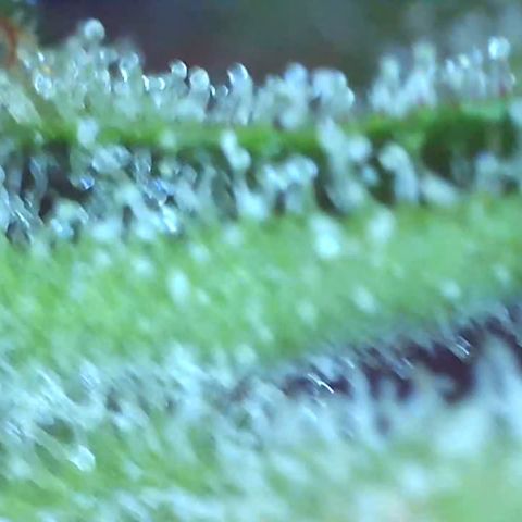 Bruce banger 3 growlog timeline photo