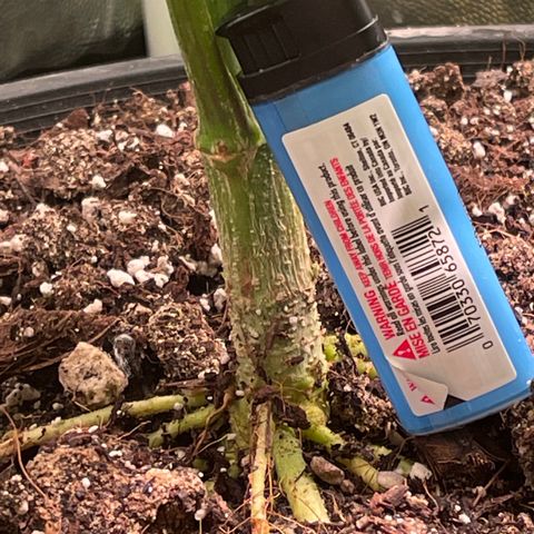 Bruce banger 3 growlog timeline photo