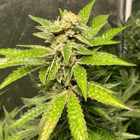 Bruce banger 3 growlog timeline photo