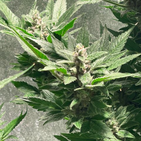 Bruce banger 3 growlog timeline photo