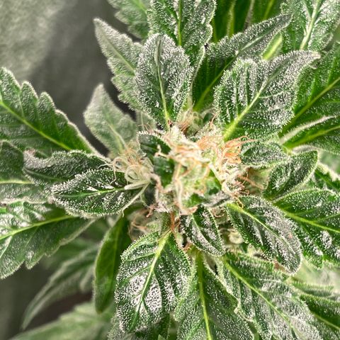 Bruce banger 3 growlog timeline photo