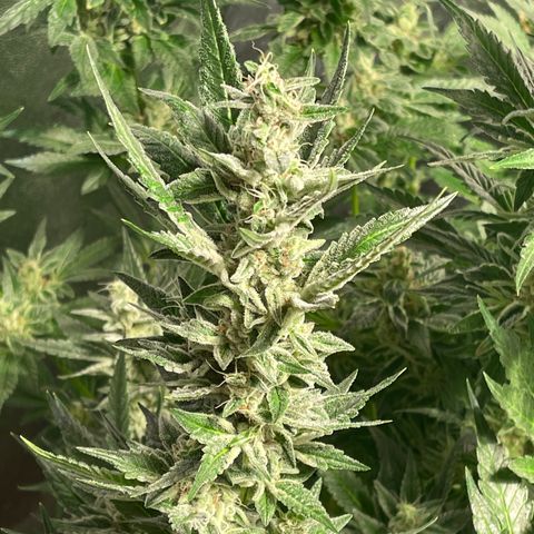 Bruce banger 3 growlog timeline photo