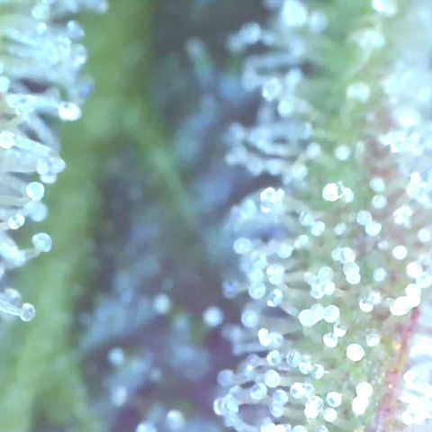 Bruce banger 3 growlog timeline photo