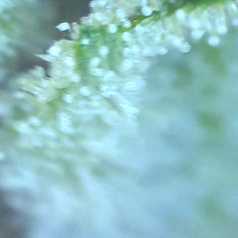 Bruce banger 3 growlog timeline photo