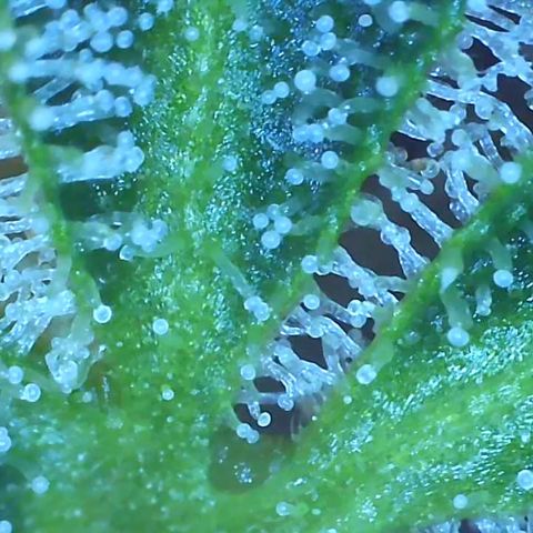 Bruce banger 3 growlog timeline photo