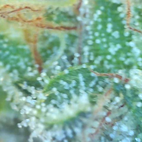 Bruce banger 3 growlog timeline photo