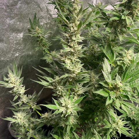 Bruce banger 3 growlog timeline photo