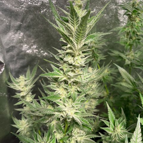 Bruce banger 3 growlog timeline photo