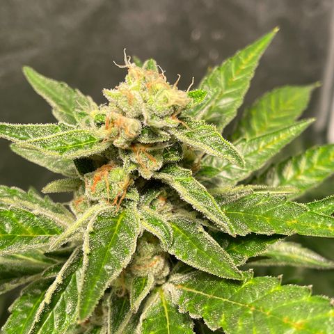Bruce banger 3 growlog timeline photo