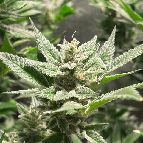 Bruce banger 3 growlog timeline photo