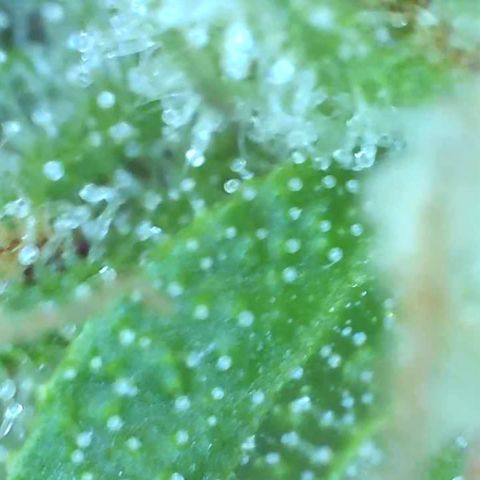 Bruce banger 3 growlog timeline photo