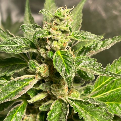 Bruce banger 3 growlog timeline photo