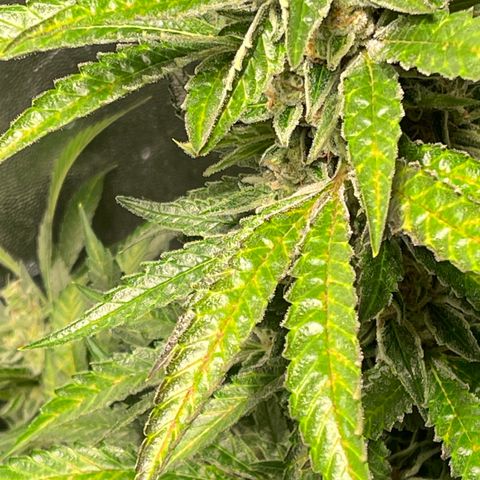 Bruce banger 3 growlog timeline photo