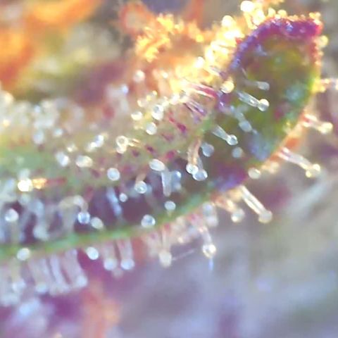 Bruce banger 3 growlog timeline photo