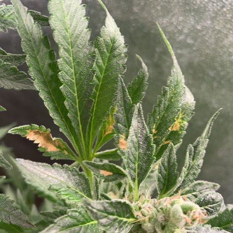 Bruce banger 3 growlog timeline photo