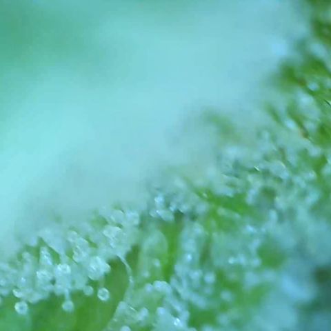 Bruce banger 3 growlog timeline photo