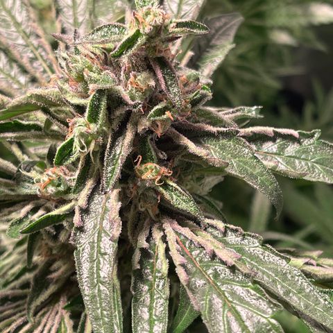 Bruce banger 3 growlog timeline photo