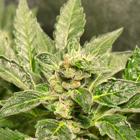 Bruce banger 3 growlog timeline photo