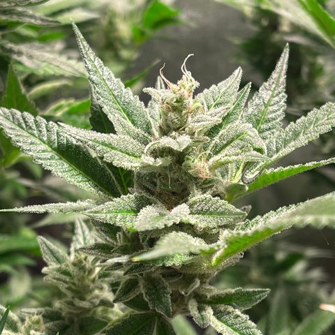 Bruce banger 3 growlog timeline photo