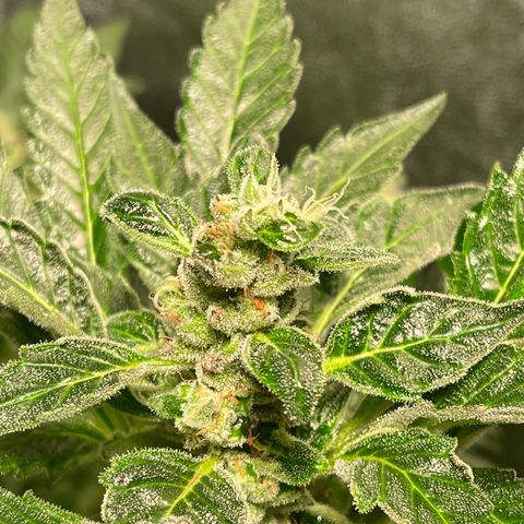 Bruce banger 3 growlog timeline photo