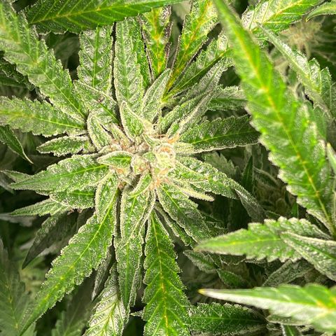 Bruce banger 3 growlog timeline photo