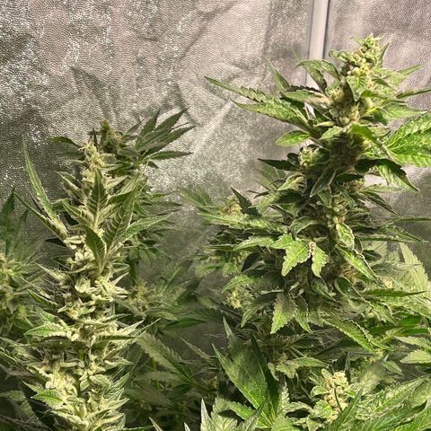 Bruce banger 3 growlog timeline photo