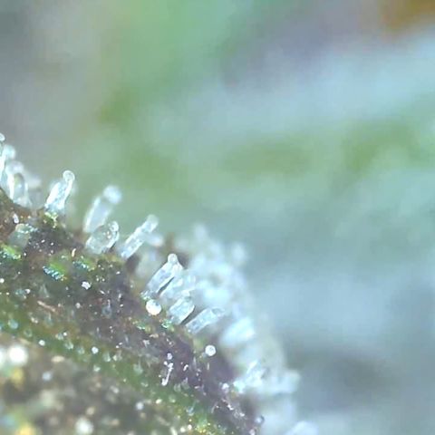 Bruce banger 3 growlog timeline photo