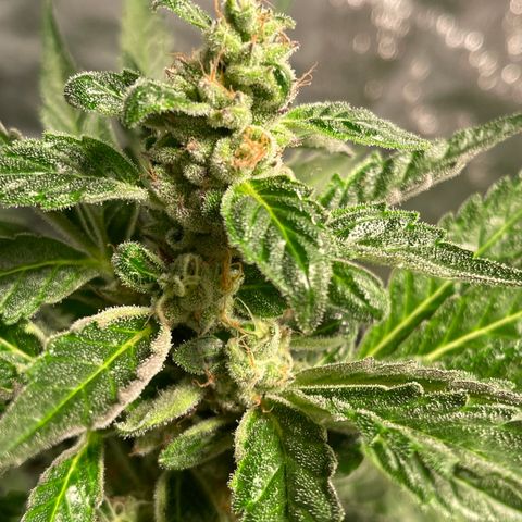 Bruce banger 3 growlog timeline photo
