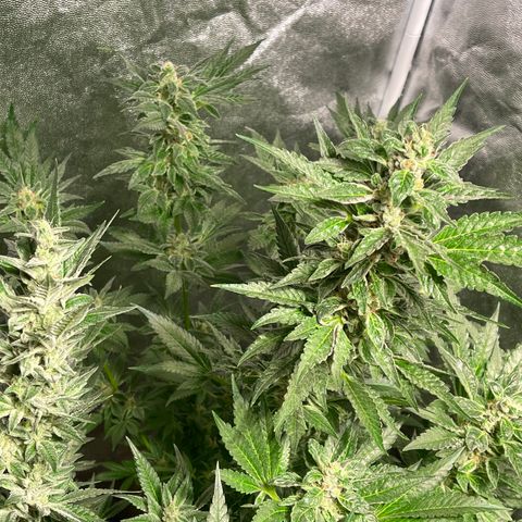 Bruce banger 3 growlog timeline photo