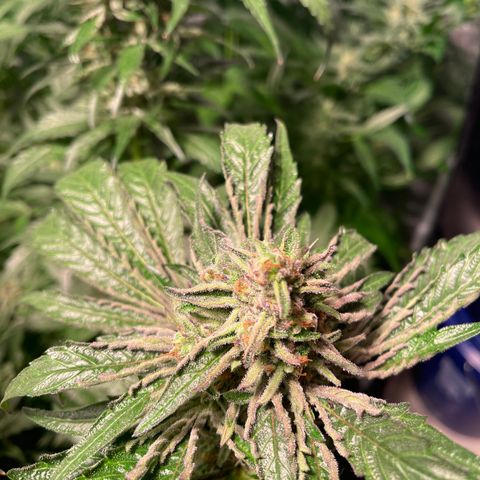 Bruce banger 3 growlog timeline photo
