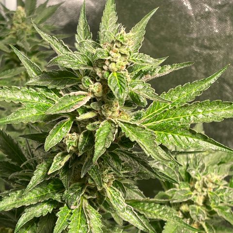 Bruce banger 3 growlog timeline photo