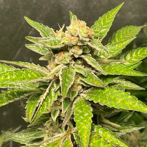 Bruce banger 3 growlog timeline photo