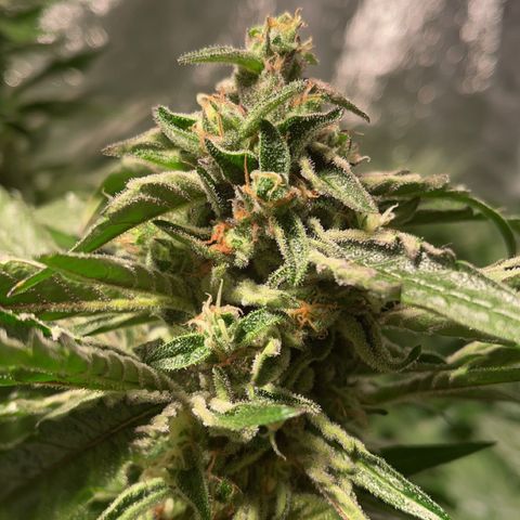 Bruce banger 3 growlog timeline photo