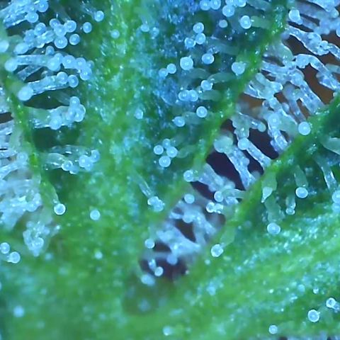 Bruce banger 3 growlog timeline photo
