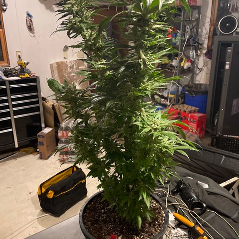 Redbeards cookies 2 growlog timeline photo