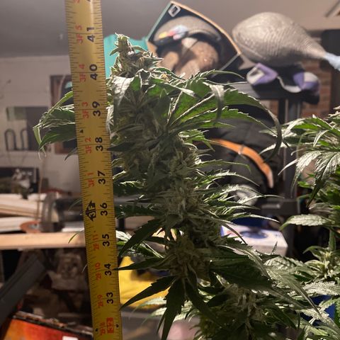 Redbeards cookies 2 growlog timeline photo
