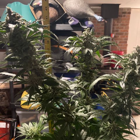 Redbeards cookies 2 growlog timeline photo