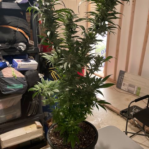 Redbeards cookies 2 growlog timeline photo