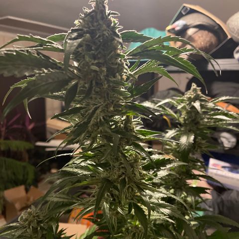 Redbeards cookies 2 growlog timeline photo