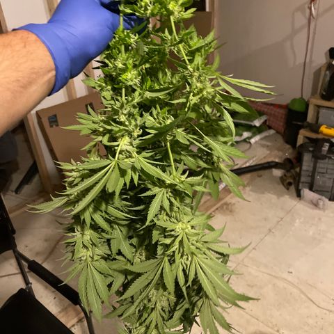 Redbeards cookies 2 growlog timeline photo