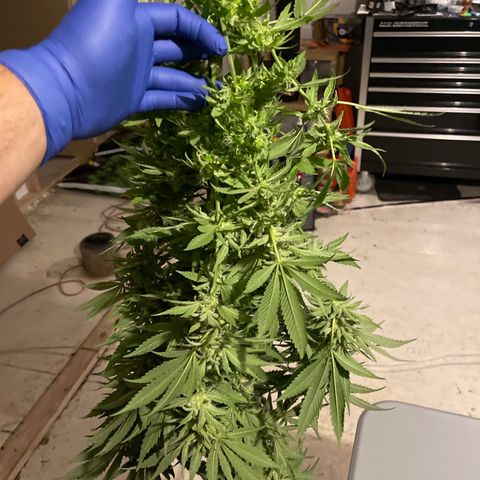 Redbeards cookies 2 growlog timeline photo