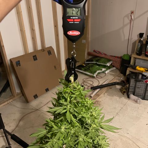 Redbeards cookies 2 growlog timeline photo